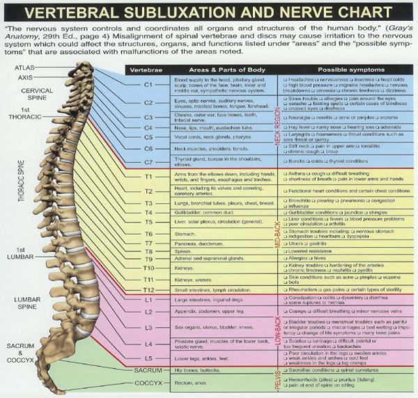 Spinal Chart wide